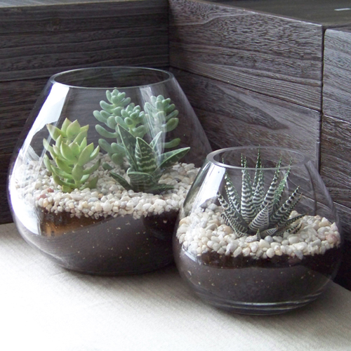 Succulent-Terrarium-1_ad4f2ff0f6598d3481b8095a08641d6c.jpg