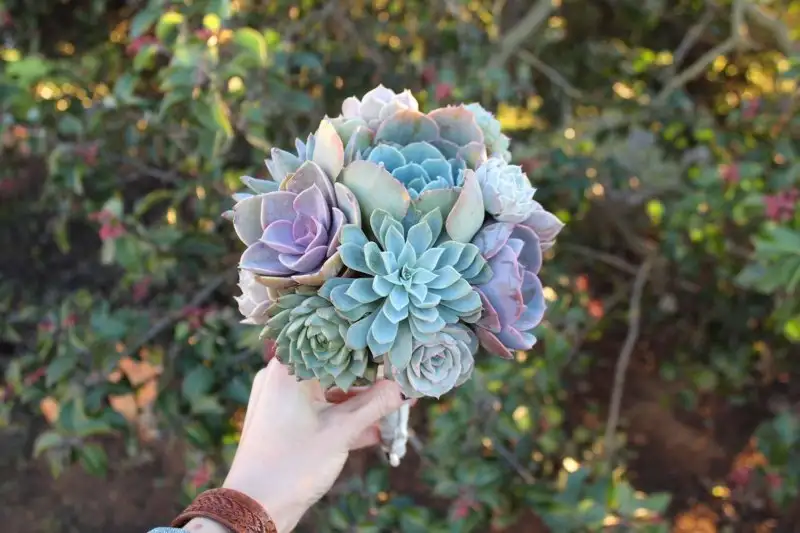 succulent_bouquet_wedding_bride_bouquets_2_2000x.webp