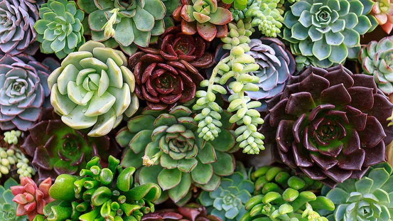 succulents-guide-feat.jpg