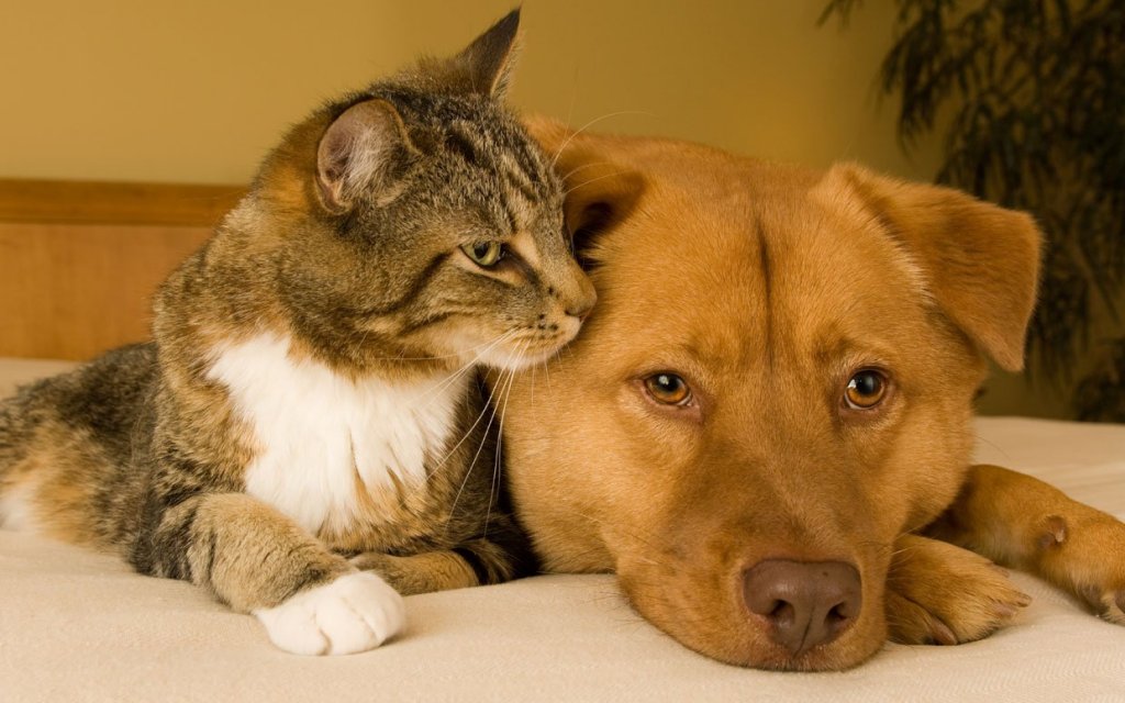 tips-adopting-right-cat-dog-ftr.jpg