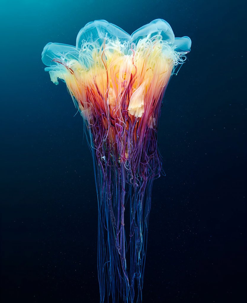 underwater-jellyfish-alexander-semenov-aquatis-16.jpg