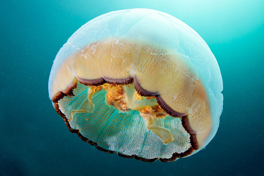 underwater-jellyfish-alexander-semenov-aquatis-22-2.jpg