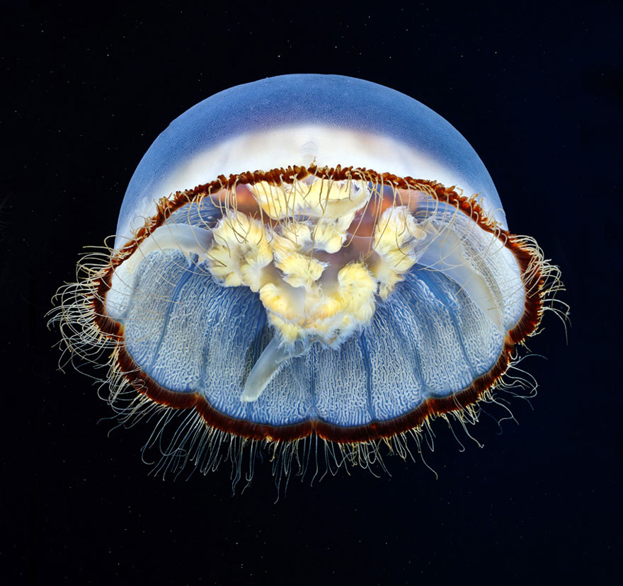 underwater-jellyfish-alexander-semenov-aquatis-30.jpg