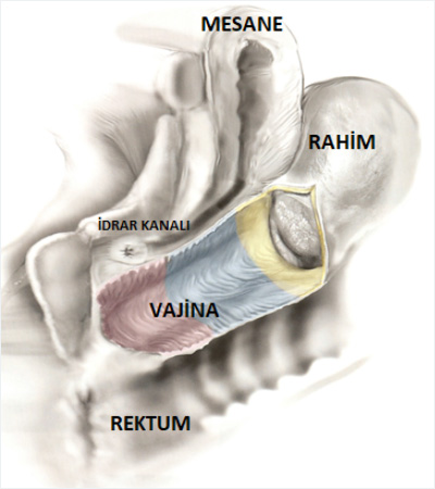 vajina-nerede.jpg