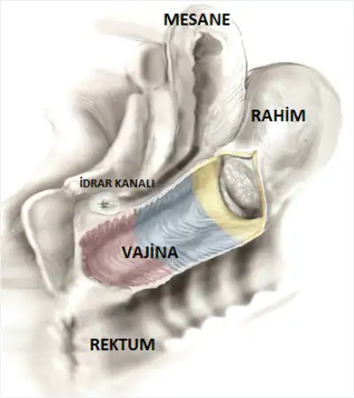 vajina-nerede.webp