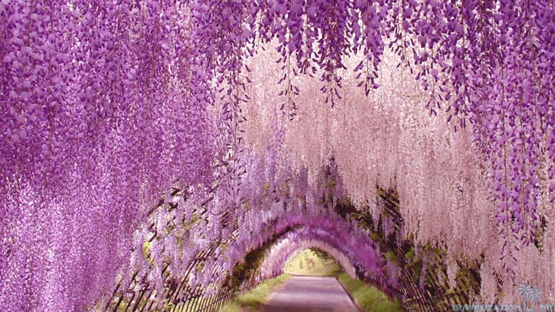 wallpaper-Ashikaga-flower-park-awesome.jpg