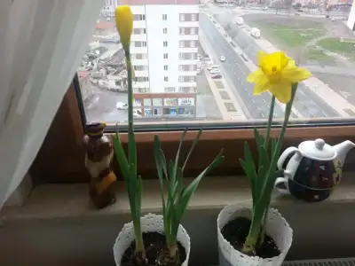 20150321_094256.webp