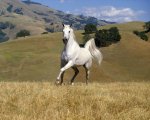 $1213088847_1280x1024_white-horse.jpg