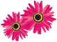 Flowers.png