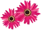 Flowers.webp