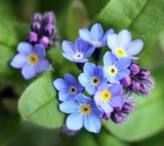 $FORGET-ME-NOT-BENI-UNUTMA-CICEGI-200-TOHUM__42577162_0.jpg