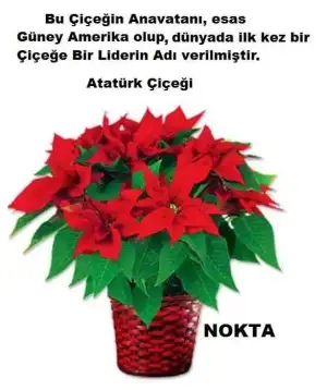 11951277_848954768537074_893783970847104613_n.webp