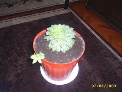 $PIC_0033.webp