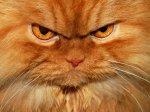 garfi-grumpy-cat-22.jpg