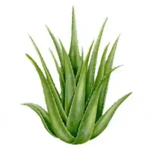 $AloeVera.webp