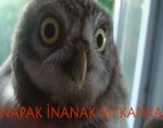 $napak-inanak-m&#305;-kanka_12409.jpg