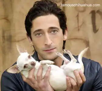 $adrian-brody-chihuahua.webp