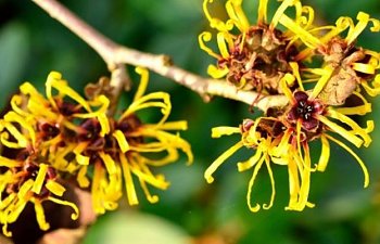 Göz şişlikleri için hamamelis yağı kullanın