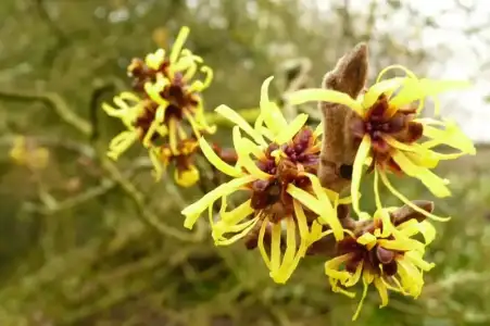 Tüyleri Jiletle Aldıktan Sonra Hamamelis Yağı Kullanın