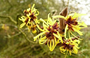 Tüyleri Jiletle Aldıktan Sonra Hamamelis Yağı Kullanın