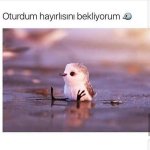 hayırlısı.jpg