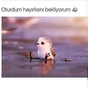 hayırlısı.webp