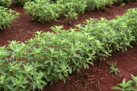 Şeker Hastaları ve Sigarayı Bırakmak İçin "Stevia Bitkisi" Kullanımı