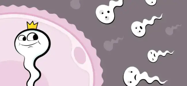 Sperm Mıknatısı Nedir? Faydaları ve Testi