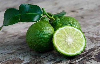 Bergamot Yağı Faydaları ve Bergamot Losyonu Nasıl Kullanılır?