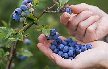 Yaban Mersini Çayı Nasıl Demlenir? Yaban Mersini Faydaları Zararları Nelerdir?