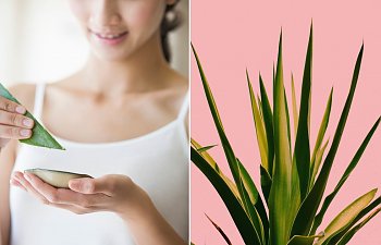 Aloe Veranın Cilde Faydaları Nelerdir? Cilt Bakımı Nasıl Yapılır?