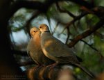 $gugutka-streptopelia-decaocto-1822-BirdsPhotographerCom-wider.jpg