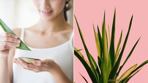 Kuru Ciltler ve Yağlı Ciltler İçin Aloe Vera Maskeleri