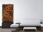 $Gerbera-Wall1.jpg