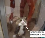 $cute-sad-kitten-shower-pic114.jpg