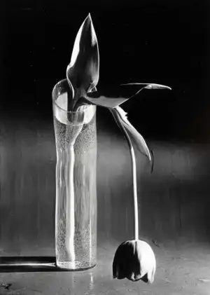 $Blogpix Melancholic Tulip February 10 1939 by Andre Kertesz from ReVue at the NGV.webp