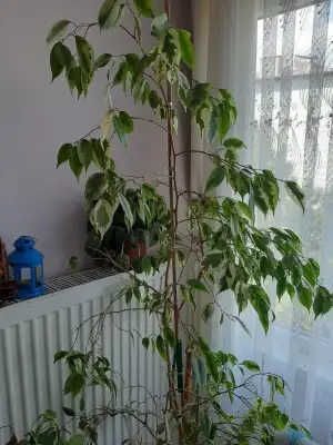 20200906_160132.webp