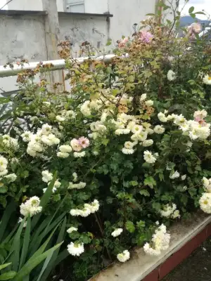IMG_20201121_133754.webp