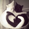 $cats_heart.jpg