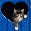 $kitty_heart.gif