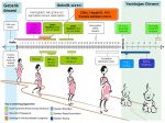 $screening-timeline.jpg