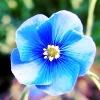 $blue_beauty_flower.jpg