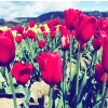 $red_tulips_nauture.jpg