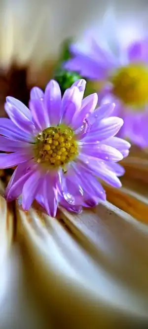 Purple_Daisies-f62a233d-320e-3e6a-9a00-84bfe1e86c35.webp