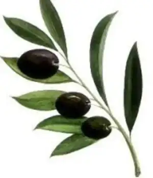 Screenshot_20210126-235513_Google.webp