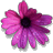 $African Daisy.gif