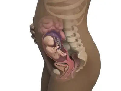 24-weeks-pregnant_4x3.png.pagespeed.ce.S7QEn_L-ZA.webp