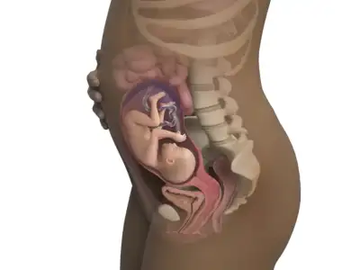 26-weeks-pregnant_4x3.png.pagespeed.ce.7hA1ovxvzk.webp