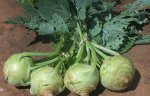 $kohlrabi.jpg