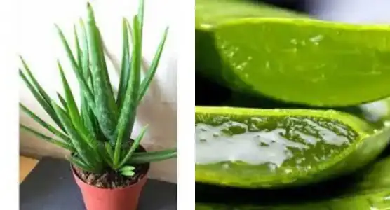sivrisinek_aloe_Vera_kasinti.webp
